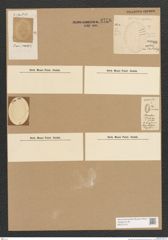 Diatomeae indet. Zeichnungen Sammlung Grunow Nr. 3758 (NHMW-BOT-W0371412)